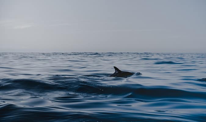 Golfinhos e Baleias são frequentes nas margens da Andaluzia